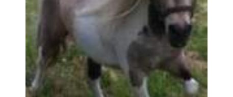 Miniature horse is still missing near town of Sulphur Springs