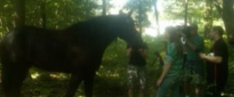 Joliette the Horse Found After Being Lost in the Woods for Two Days 
