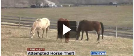 Horse stolen from Lexington, KY farm