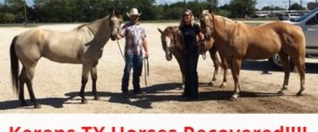 Stolen Horses Recovered Before Going To Mexico