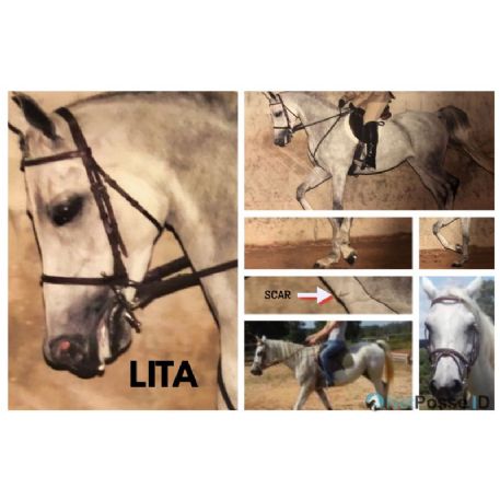 MISSING Horse - Phirlita Bey - "Lita"