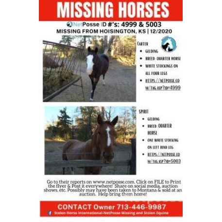MISSING Horse - Carter