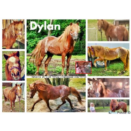 MISSING Horse - Dylan - REWARD