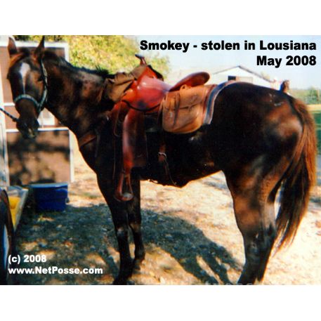 STOLEN Horse - Smokey