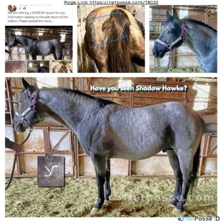 RECOVERED Horse - Shadow Hawke, Mountain View, WY 82939 - REWARD
