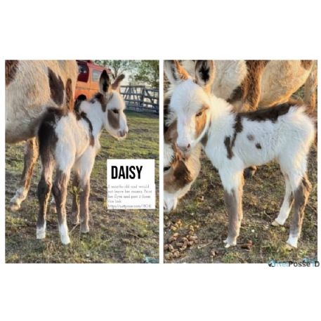 DECEASED Donkey - Daisy, Waxahachie, TX 75165