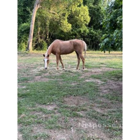 MISSING Horse - Twinkie