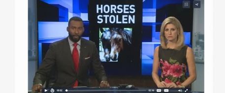 Rare horses stolen from SC farm