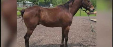 Horse reported stolen from rescue found in Hitchcock