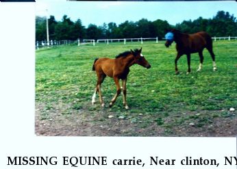 MISSING EQUINE carrie, Near clinton, NY, 13323-3614